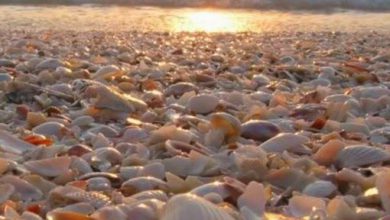 صور طبيعية منظر اصداف البحر باللون الابيض جميلة 390x220 - صور طبيعية منظر اصداف البحر باللون الابيض جميلة
