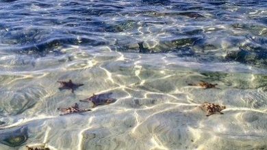 صور طبيعية منظر مياه البحر الشفافة تحفة 390x220 - صور طبيعية منظر مياه البحر الشفافة تحفة