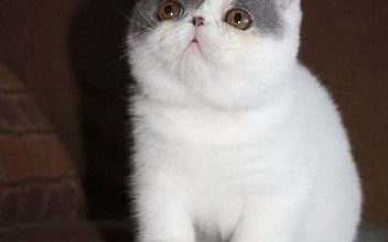 قطط شيرازي في العالم 352x220 - صوراجمل قطط شيرازي في العالم