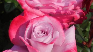 صورة أجمل الورود لون بمبى 390x220 - صورة أجمل الورود لون بمبى