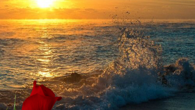 صورة أجمل غروب شمس مع وردة حمراء رقيقة وامواج البحر تصطدم بالشاطئ 390x220 - صورة أجمل غروب شمس مع وردة حمراء رقيقة وامواج البحر تصطدم بالشاطئ