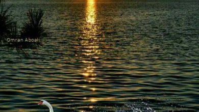صورة أجمل منظر للغروب وأشعة الشمس الذهبية الهادئه تلون وجه مياه البحر والبجع يتراقص فوق الماء 390x220 - صورة أجمل منظر للغروب وأشعة الشمس الذهبية الهادئه تلون وجه مياه البحر والبجع يتراقص فوق الماء