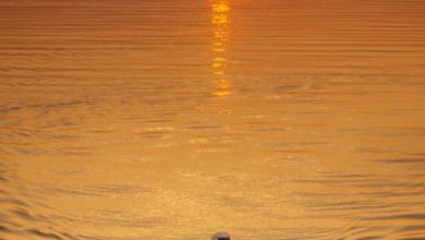 أرق وأجمل غروب مع البجع الأبيض يعوم في مياه البح المضئ بأشعة شمس الغروب 390x220 - صورة أرق وأجمل غروب مع البجع الأبيض يعوم في مياه البح المضئ بأشعة شمس الغروب