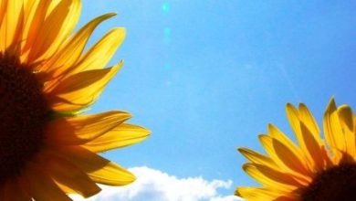 أروع منظر زهور دوار الشمس تحت أجمل أشعة شمس مضيئه وقت الغروب 390x220 - صورة أروع منظر زهور دوار الشمس تحت أجمل أشعة شمس مضيئه وقت الغروب