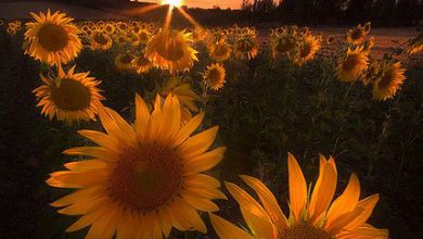 أزهار دوار الشمس تستطع باللون الذهبي تحت أشعة الشمس الذهبية مع الغروب الجميل 390x220 - صورة أزهار دوار الشمس تستطع باللون الذهبي تحت أشعة الشمس الذهبية مع الغروب الجميل
