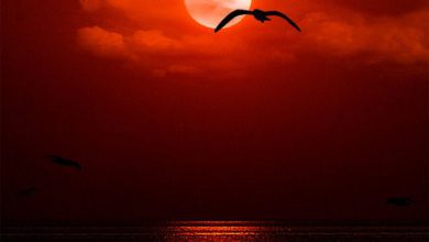 اجمل ابداع للشفق والطائر المرتفع يحلق امام قرص الشمس الحمراء 390x220 - صورة اجمل ابداع للشفق والطائر المرتفع يحلق امام قرص الشمس الحمراء