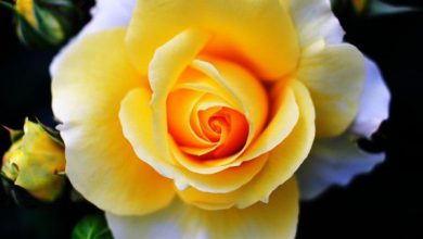 صورة اجمل اشكال الورود والزهرو 390x220 - صورة اجمل اشكال الورود والزهرو