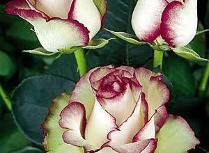 صورة اجمل الورود بالعالم 300x220 - صورة اجمل الورود بالعالم