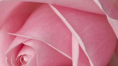 صورة اجمل الورود بمبى 390x220 - صورة اجمل الورود بمبى