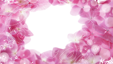 اجمل زهور وردية جميلة فريم للصور 390x220 - صورة اجمل زهور وردية جميلة فريم للصور