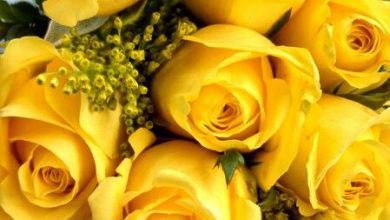 صورة اجمل زهور وورود اصفر فى العالم 390x220 - صورة اجمل زهور وورود اصفر فى العالم