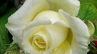 صورة اجمل صور زهرة بيضاء في العالم 390x220 - صورة اجمل صور زهرة بيضاء في العالم