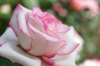 صورة اجمل مجموعة وردة رومانسيه 333x220 - صورة اجمل مجموعة وردة رومانسيه