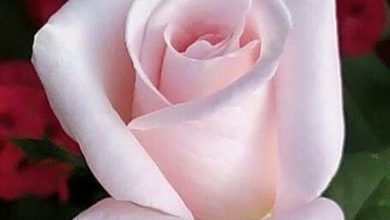 اجمل واحلى وارق وردة بيضاء فى الدنيا 390x220 - صورة اجمل واحلى وارق وردة بيضاء فى الدنيا