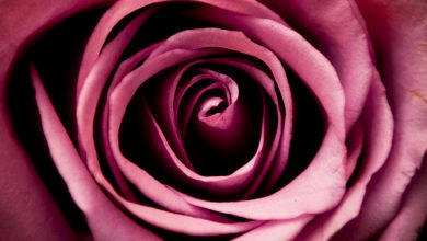 صورة اجمل وردة بمبى رائعة الجمال 390x220 - صورة اجمل وردة بمبى رائعة الجمال