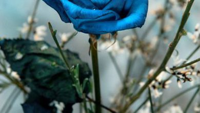 صورة اجمل وردة زرقاء رائعة 390x220 - صورة اجمل وردة زرقاء رائعة