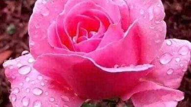 اجمل وردة لعيد الحب 390x220 - صورة اجمل وردة لعيد الحب