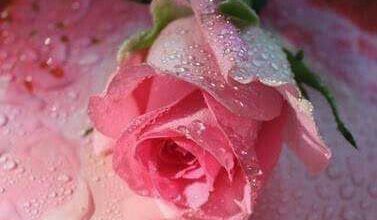 صورة اجمل وردة للاحباب 377x220 - صورة اجمل وردة للاحباب