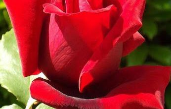 احىل وردة حمراء فى الحديقة 346x220 - صورة احىل وردة حمراء فى الحديقة