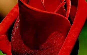 صورة ارق وردة حمراء حب 346x220 - صورة ارق وردة حمراء حب