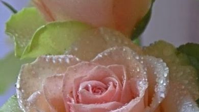 ازهار وورود بيلمع 390x220 - صورة ازهار وورود بيلمع