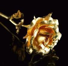 الزهرة الذهبىية 225x220 - صورة الزهرة الذهبىية