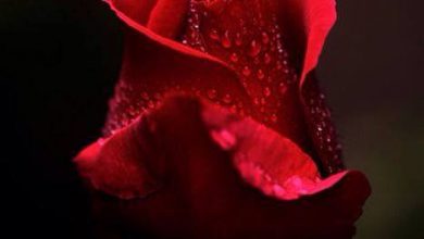 صورة الوردة الحمراء الوحيدة حزينه 390x220 - صورة الوردة الحمراء الوحيدة حزينه
