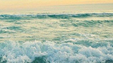 صورة اندفاع الأمواج الرقيقه نحو الشاطئ الرملي الأصفر 390x220 - صورة اندفاع الأمواج الرقيقه نحو الشاطئ الرملي الأصفر