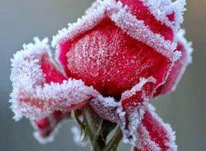 صورة زهرة حمراء بالثلج 300x220 - صورة زهرة حمراء بالثلج