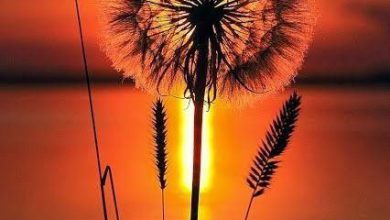 زهرة رائعة الجمال كأنها الشمس في اجمل منظر للغروب علي البحر 390x220 - صورة زهرة رائعة الجمال كأنها الشمس في اجمل منظر للغروب علي البحر