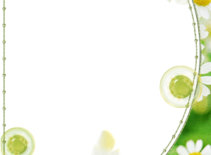 زهور الكامونيل الرقيقة فريم للصور 299x220 - صورة زهور الكامونيل الرقيقة فريم للصور