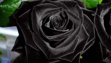 زهور سوداء نادرة 390x220 - صورة زهور سوداء نادرة