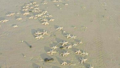 صورة سرب من نجمات البحر البيضاء الصغيرة يقف علي الرمال البيضاء 390x220 - صورة سرب من نجمات البحر البيضاء الصغيرة يقف علي الرمال البيضاء