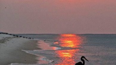 شاطئ البحر عند غروب الشمس مع طائر البجع 390x220 - صورة شاطئ البحر عند غروب الشمس مع طائر البجع