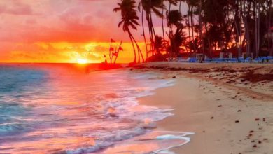 صورة شاطئ ملئ بالنخل عند لحظة غروب الشمس 390x220 - صورة شاطئ ملئ بالنخل عند لحظة غروب الشمس