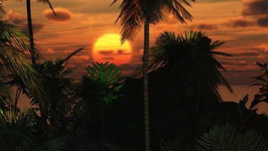 شمس الغروب الرائعة الجمال الخلابة تختفي وراء اشجار النخيل العالية في اجمل جزر المحيط 390x220 - صورة شمس الغروب الرائعة الجمال الخلابة تختفي وراء اشجار النخيل العالية في اجمل جزر المحيط