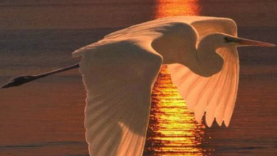 طائر النورس يحلق فوق المياه عند وقت غروب الشمس 390x220 - صورة طائر النورس يحلق فوق المياه عند وقت غروب الشمس