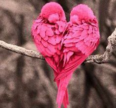 صورة طيور الحب الرقيقة تشكل قلب رائع الجمال 236x220 - صورة طيور الحب الرقيقة تشكل قلب رائع الجمال