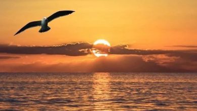 طيور النورس الجميلة تحلق امام الشمس في أجمل غروب 390x220 - صورة طيور النورس الجميلة تحلق امام الشمس في أجمل غروب