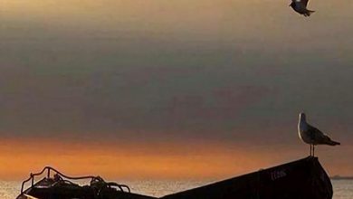 طيور النورس تحلق فوق مركب صيد قديم وسط مياه البحر الهادئه الجميلة 390x220 - صورة طيور النورس تحلق فوق مركب صيد قديم وسط مياه البحر الهادئه الجميلة