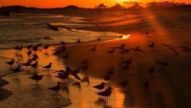 طيور كثيرة عند البحر عند وقت غروب الشمس 390x220 - صورة طيور كثيرة عند البحر عند وقت غروب الشمس