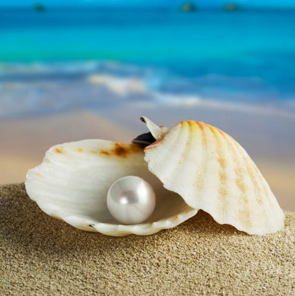 محارة بيضاء من البحر علي الرمل وبها لؤلؤة جميلة - صورة محارة بيضاء من البحر علي الرمل وبها لؤلؤة جميلة