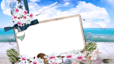 صورة ورد وزهور بشاطئ البحر فريم للصور 390x220 - صورة ورد وزهور بشاطئ البحر فريم للصور