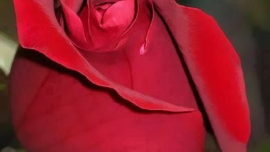 وردة حمراء جميلة 390x220 - صورة وردة حمراء جميلة