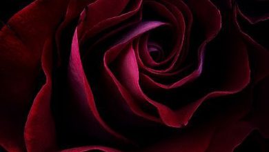 وردة حمراء غامقة رومانسيه لعيد الحب 390x220 - صورة وردة حمراء غامقة رومانسيه لعيد الحب
