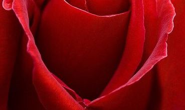 وردة حمراء لعيد الحب 369x220 - صورة وردة حمراء لعيد الحب