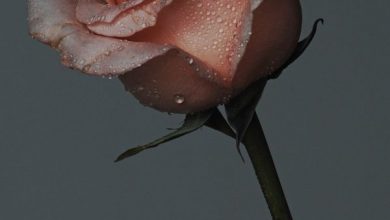 وردة سيمونى جميلة 390x220 - صورة وردة سيمونى جميلة