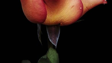 صورة وردة شبه الكاس جميلة 390x220 - صورة وردة شبه الكاس جميلة