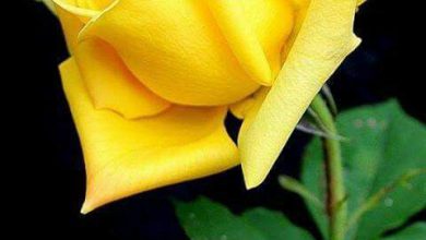 صورة وردة صفراء رقيقة جميلة 390x220 - صورة وردة صفراء رقيقة جميلة