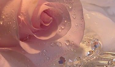 صورة وردة فى مع ندى الماء 375x220 - صورة وردة فى مع ندى الماء